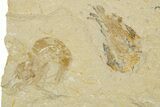 Three Cretaceous Fossil Shrimp - Lebanon #308518-1